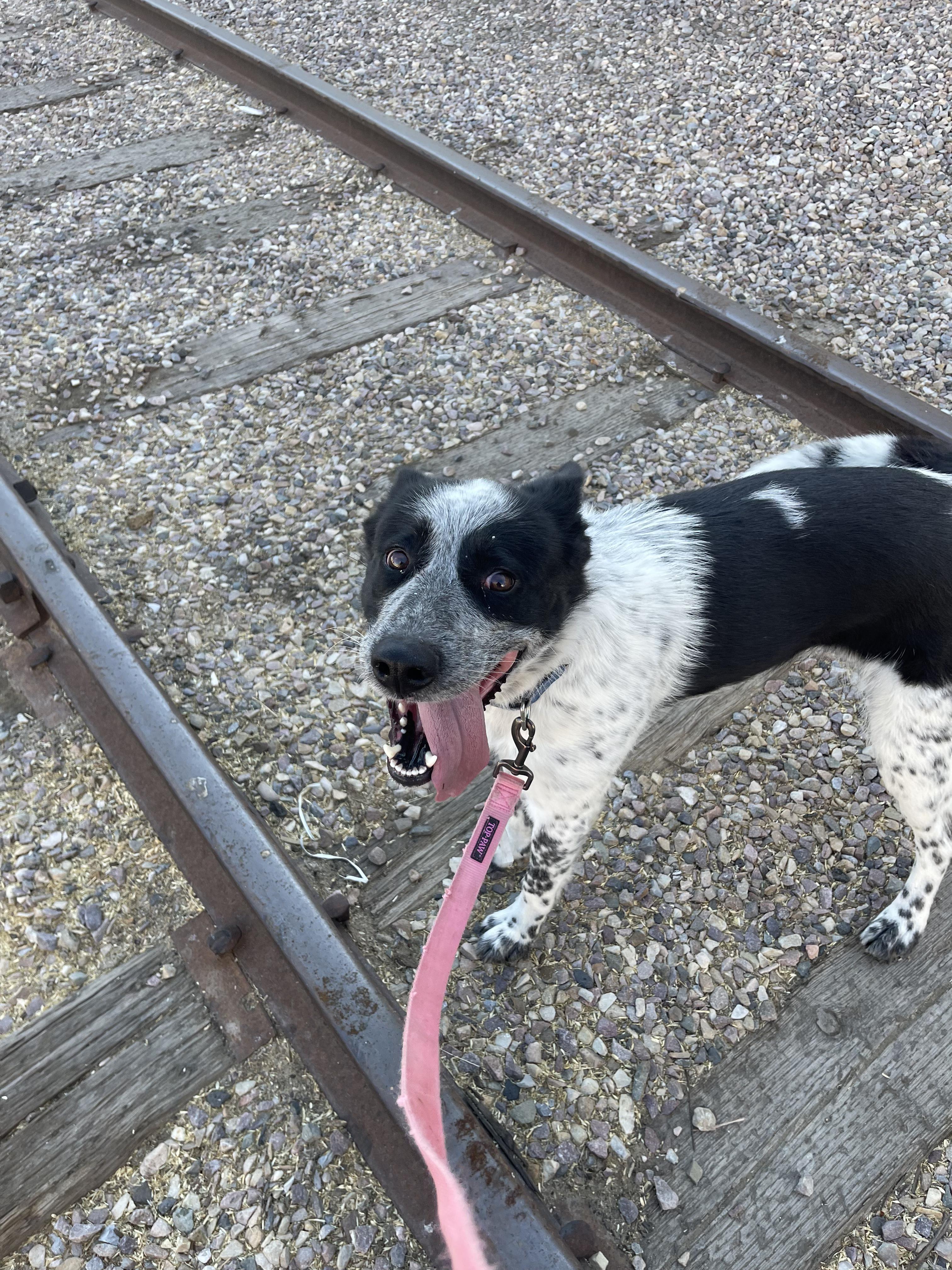 Sage, a ADOPTABLE mixed breed in Pocatello, ID image 2/4