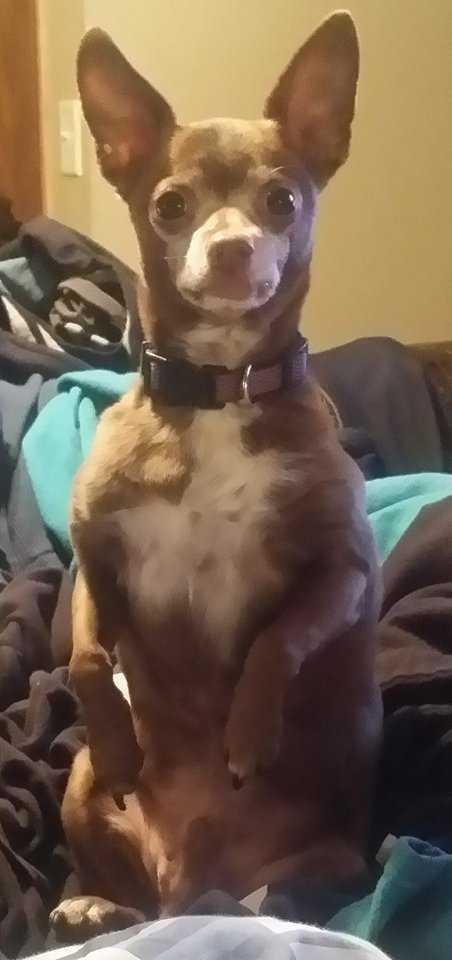 Bosco, a Adopted Chihuahua in Waterloo, IN image 1/5