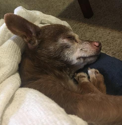 Bosco, a Adopted Chihuahua in Waterloo, IN image 2/5