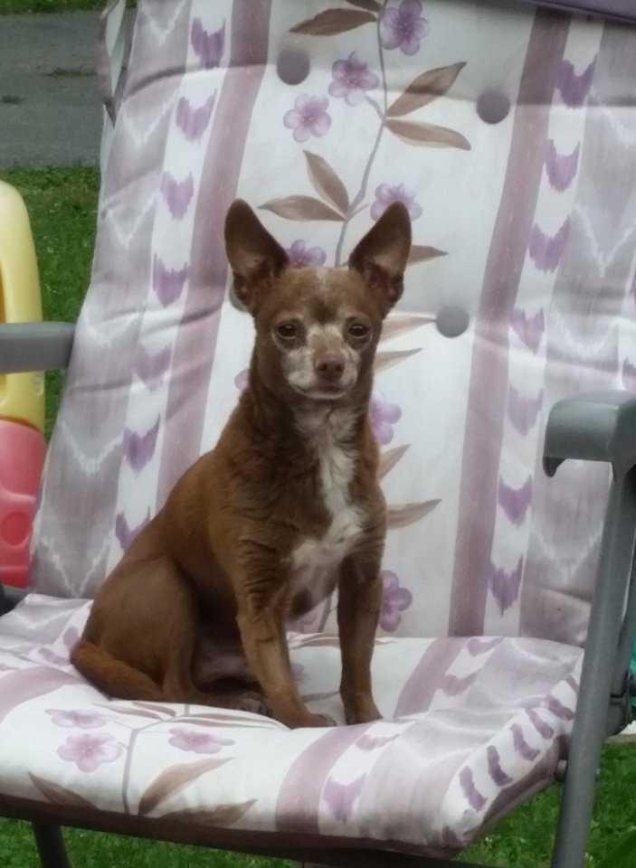 Bosco, a Adopted Chihuahua in Waterloo, IN image 3/5