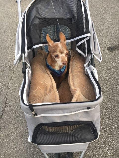 Bosco, a Adopted Chihuahua in Waterloo, IN image 4/5