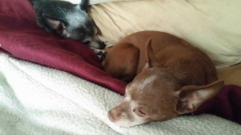 Bosco, a Adopted Chihuahua in Waterloo, IN image 5/5