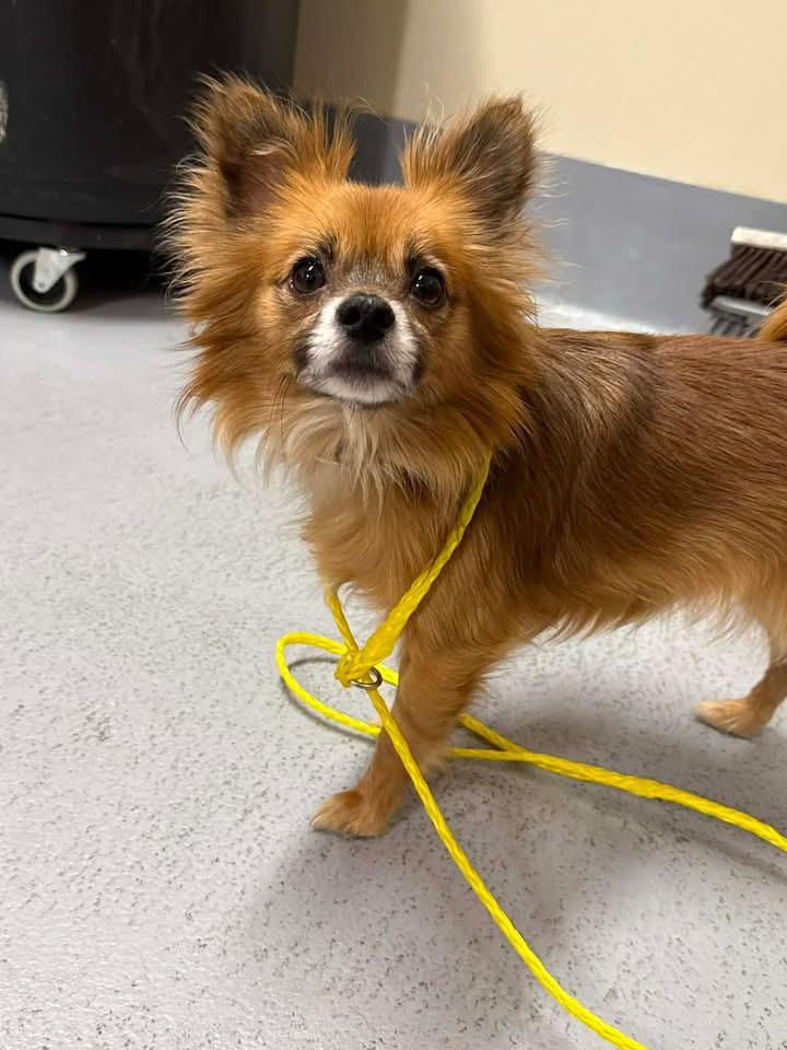 Enlarge Nugget, a ADOPTABLE Chihuahua in Louisville, KY image 3/3