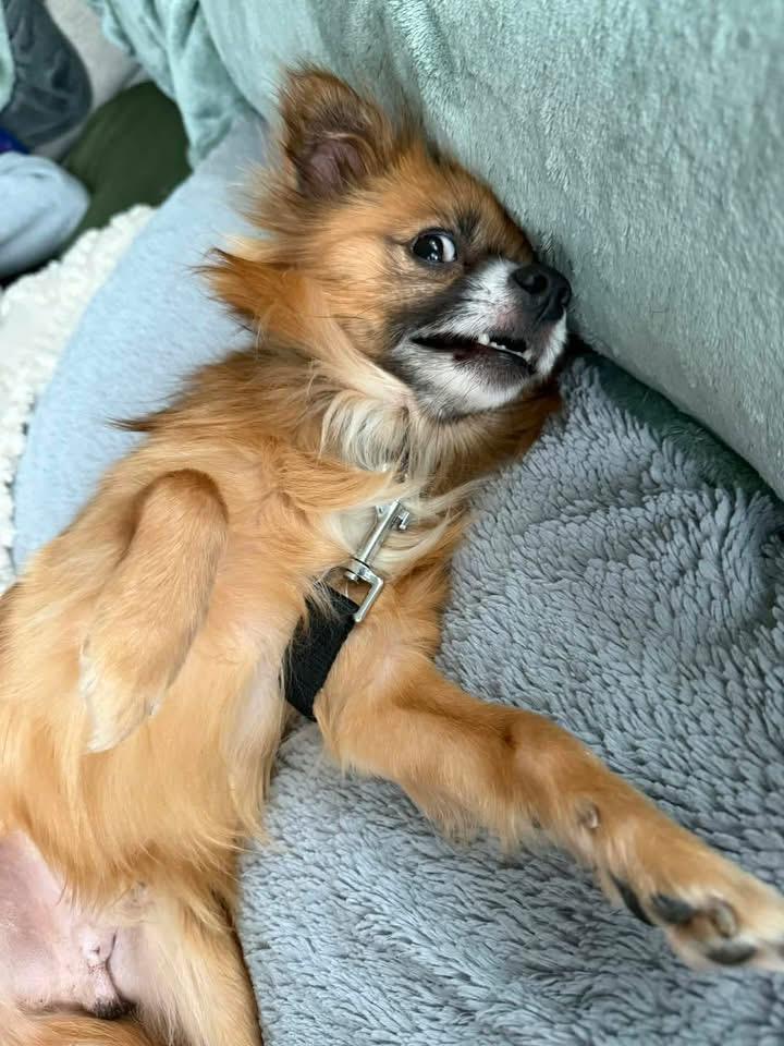 Enlarge Nugget, a ADOPTABLE Chihuahua in Louisville, KY image 2/3