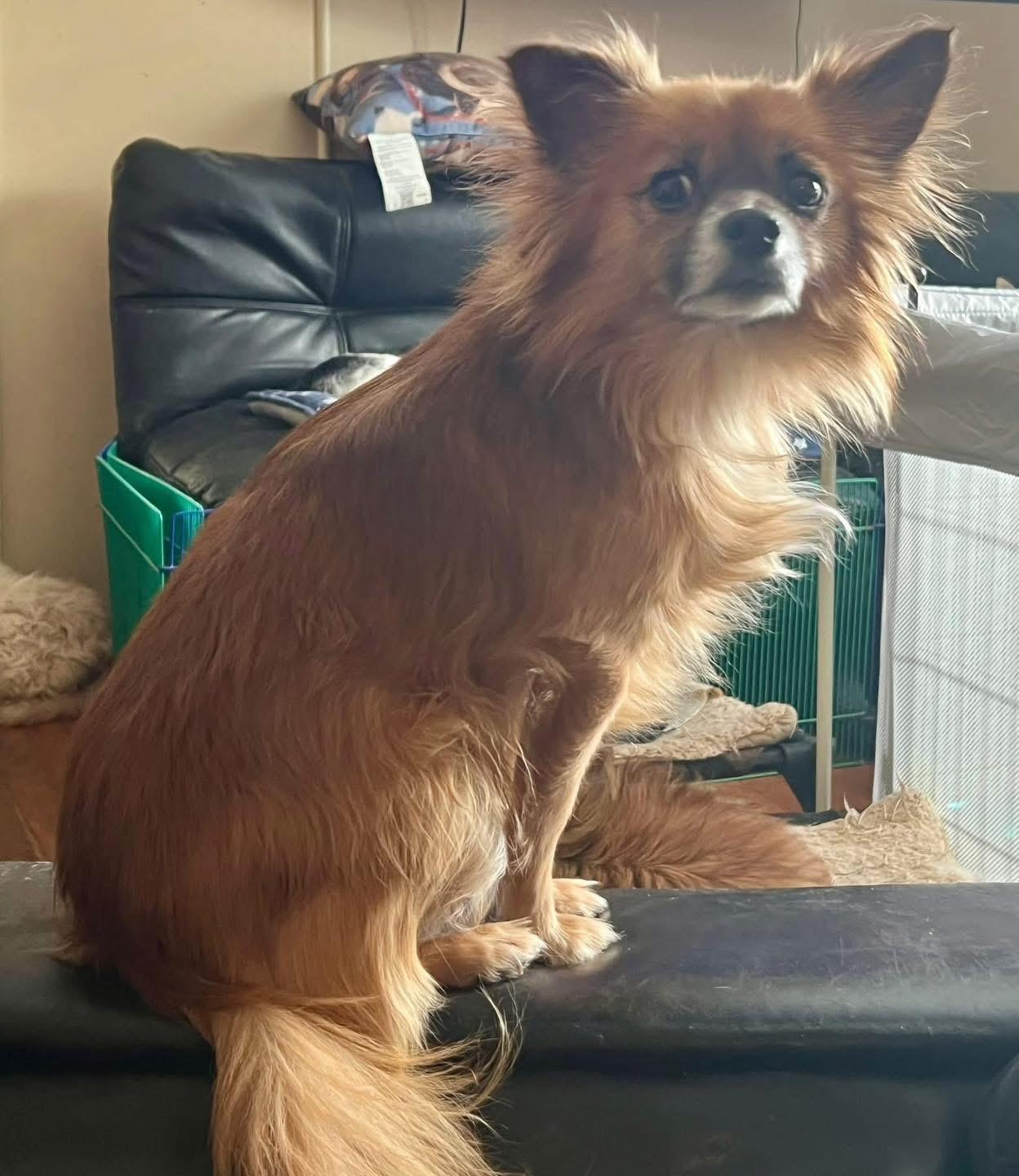 Nugget, ADOPTABLE, Adult Male Chihuahua.