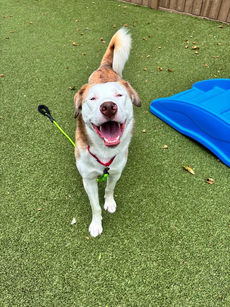 Enlarge Tigger, a Adoptable mixed breed in Liverpool, NY image 4/4