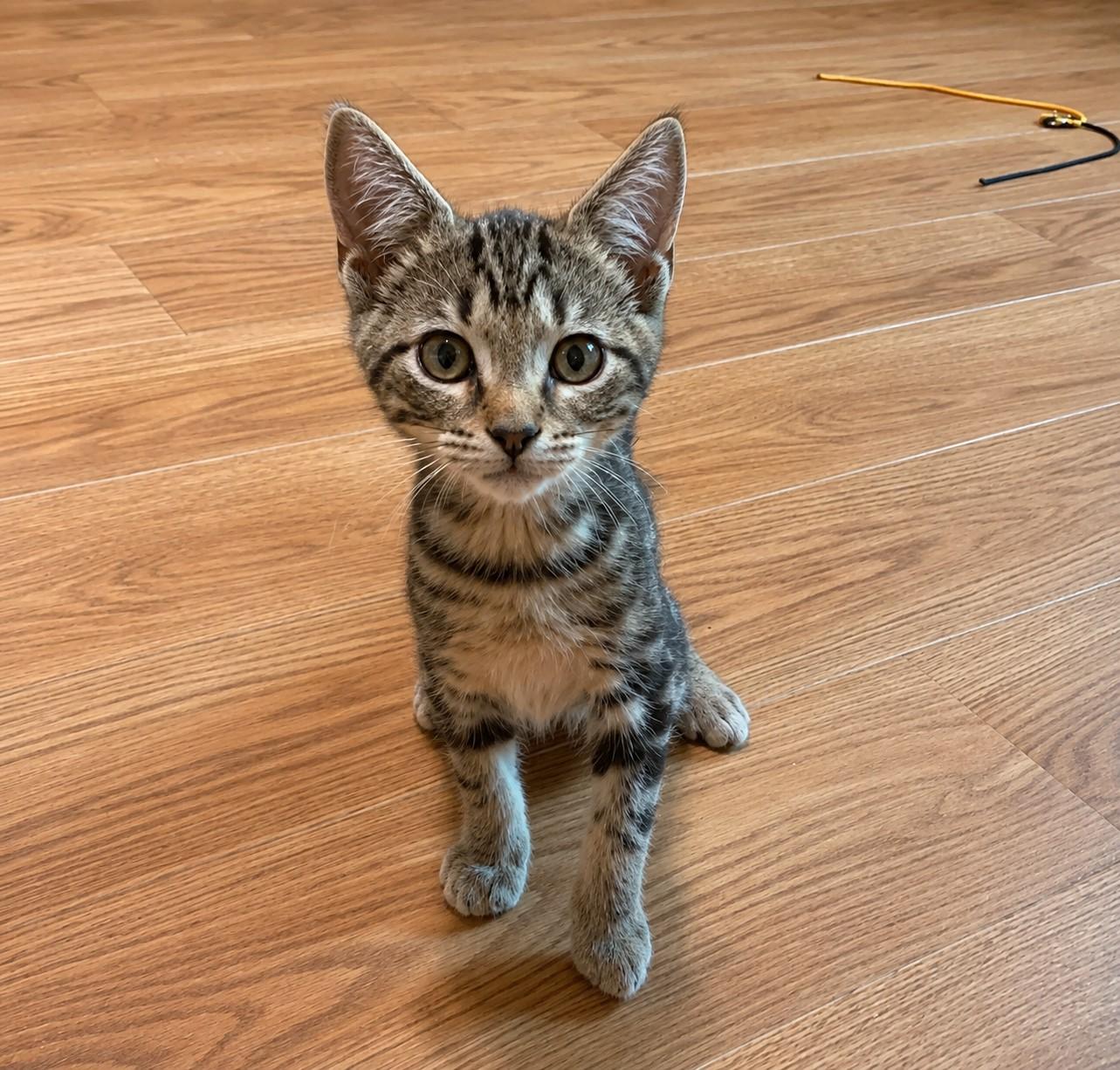 Enlarge MacGyver, a Adopted mixed breed in Greensburg, PA image 1/5