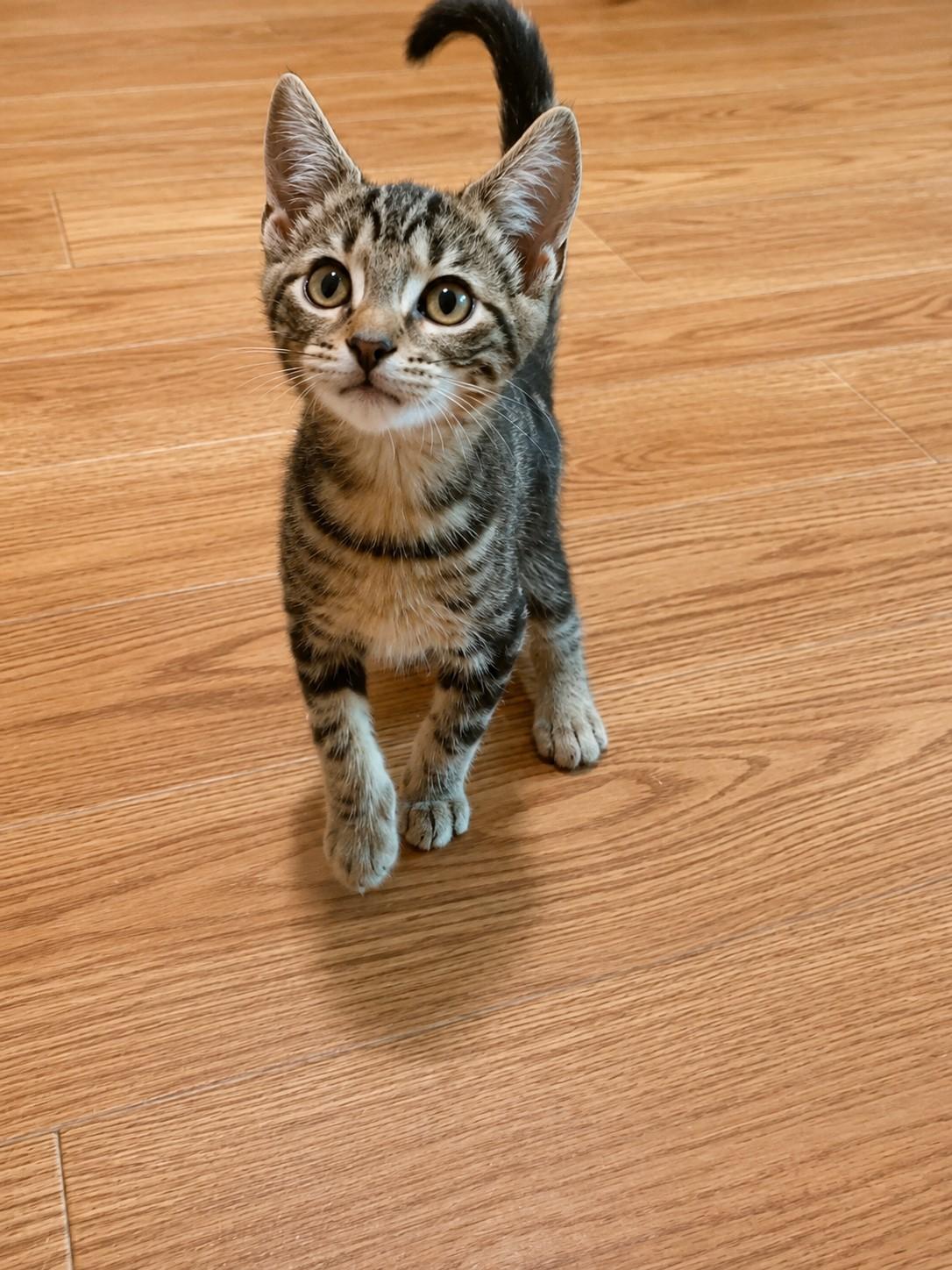 Enlarge MacGyver, a Adopted mixed breed in Greensburg, PA image 2/5