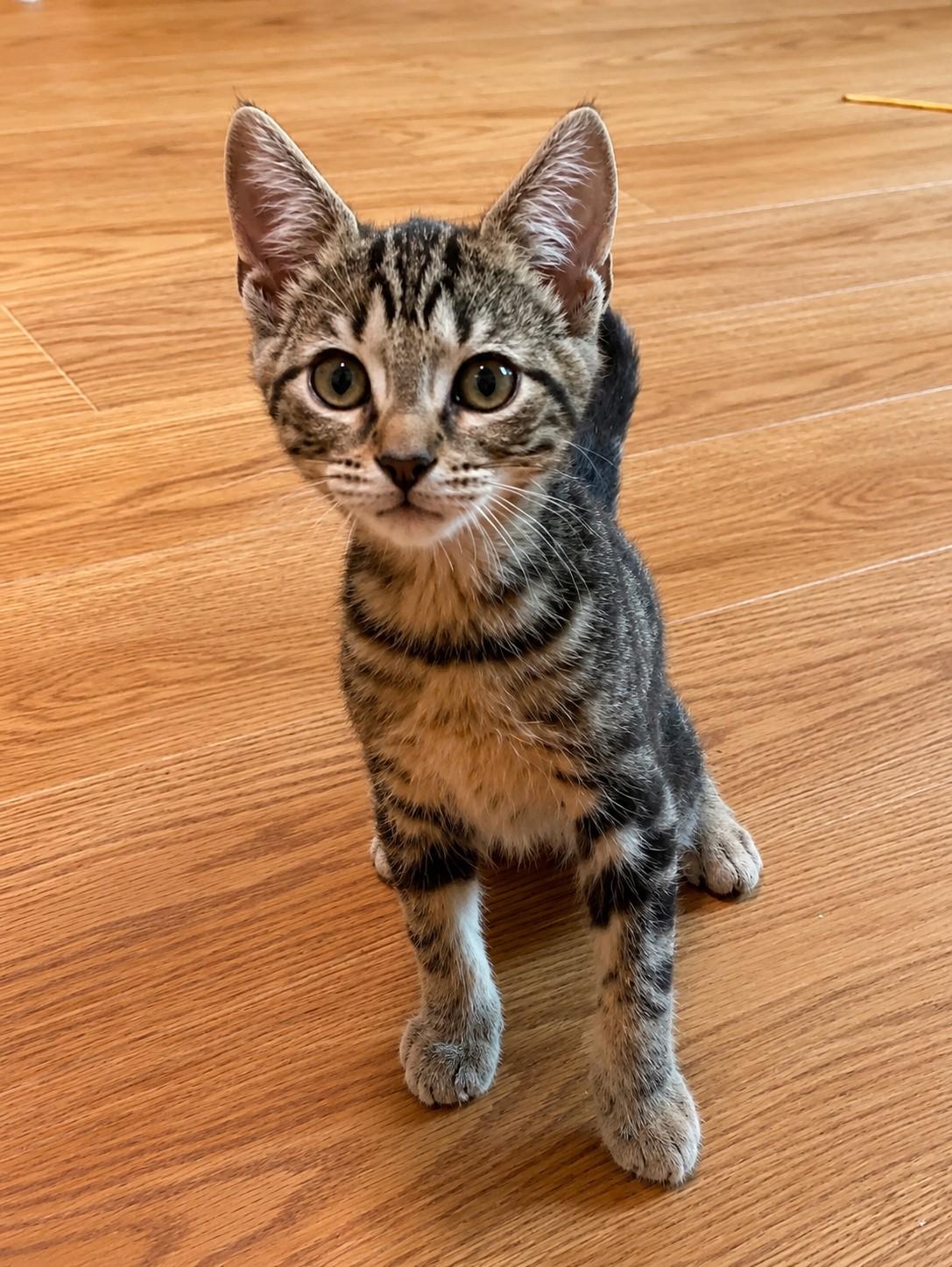 Enlarge MacGyver, a Adopted mixed breed in Greensburg, PA image 4/5