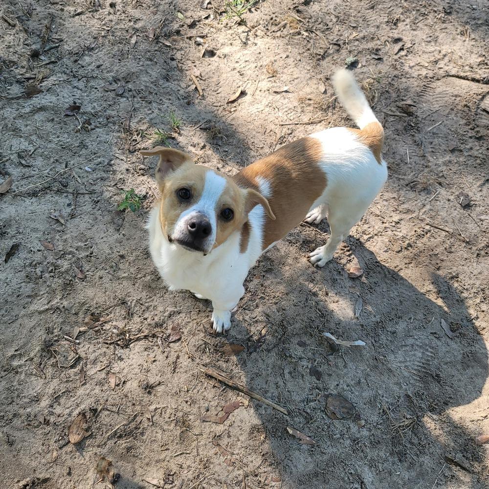 Sam, Adoptable, Adult Male Chihuahua.