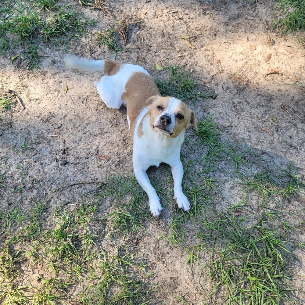 Enlarge Sam, a Adoptable mixed breed in Bonifay, FL image 2/3