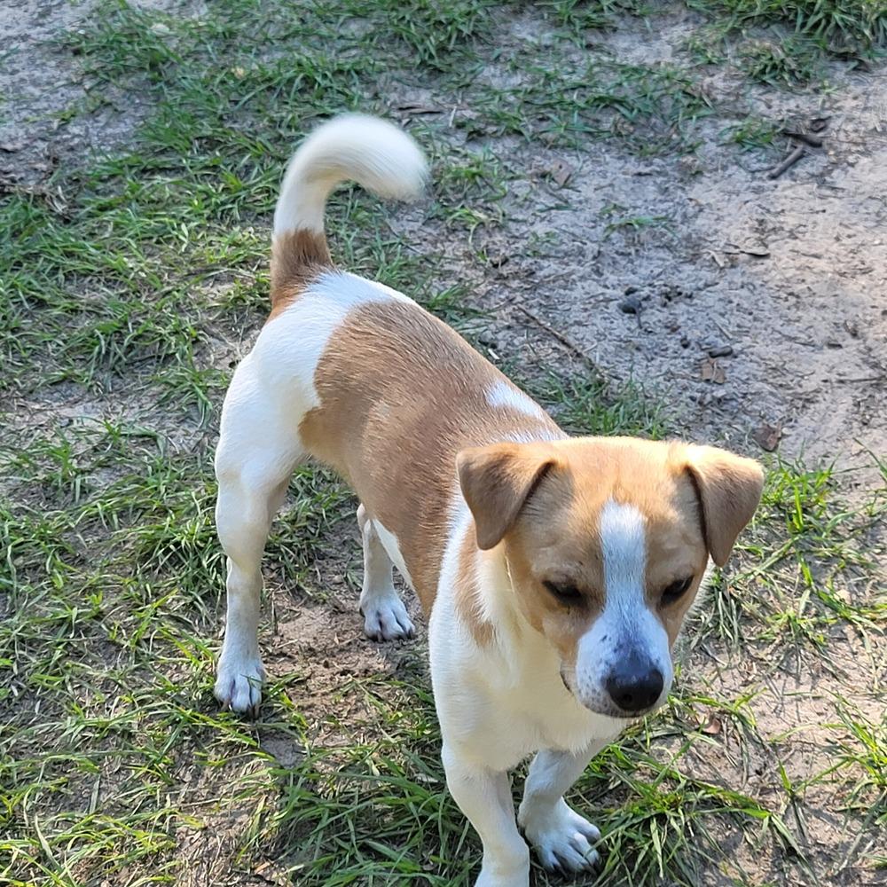 Enlarge Sam, a Adoptable mixed breed in Bonifay, FL image 3/3