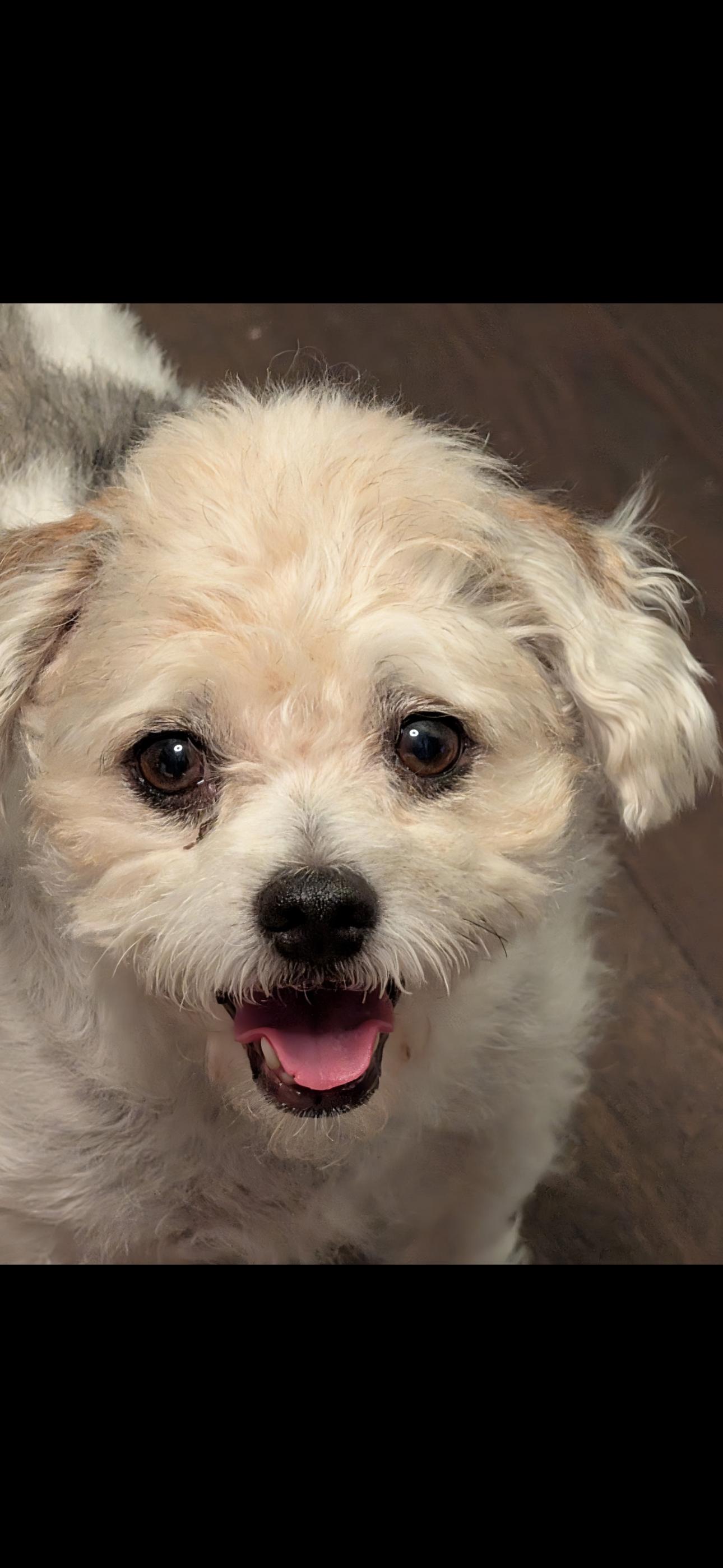 Daisy, adopted, Adult Female Maltese & Poodle.