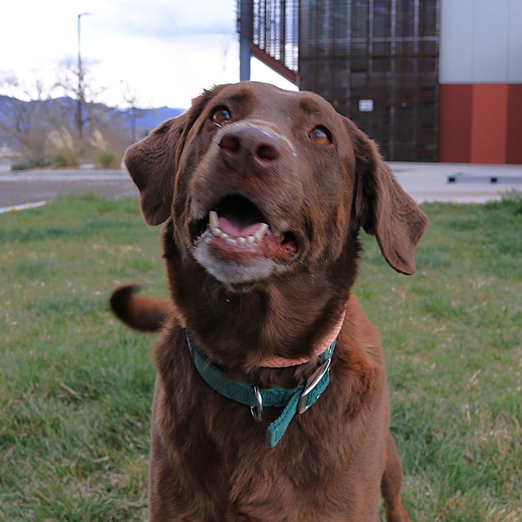 Daisy, a Adoptable Chocolate Labrador Retriever in Rifle, CO image 2/6