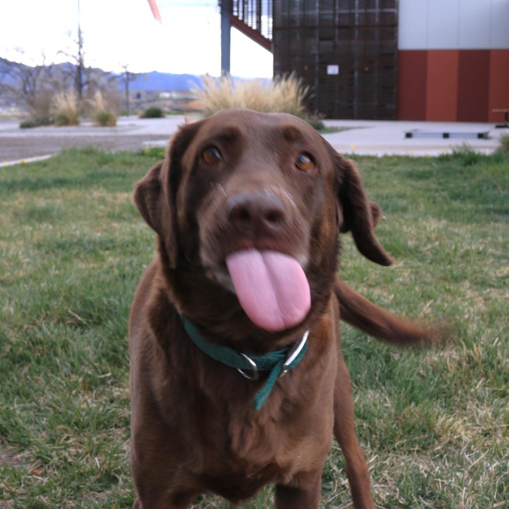 Daisy, a Adoptable Chocolate Labrador Retriever in Rifle, CO image 3/6