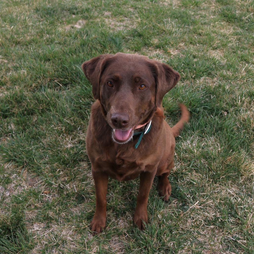 Daisy, a Adoptable Chocolate Labrador Retriever in Rifle, CO image 4/6