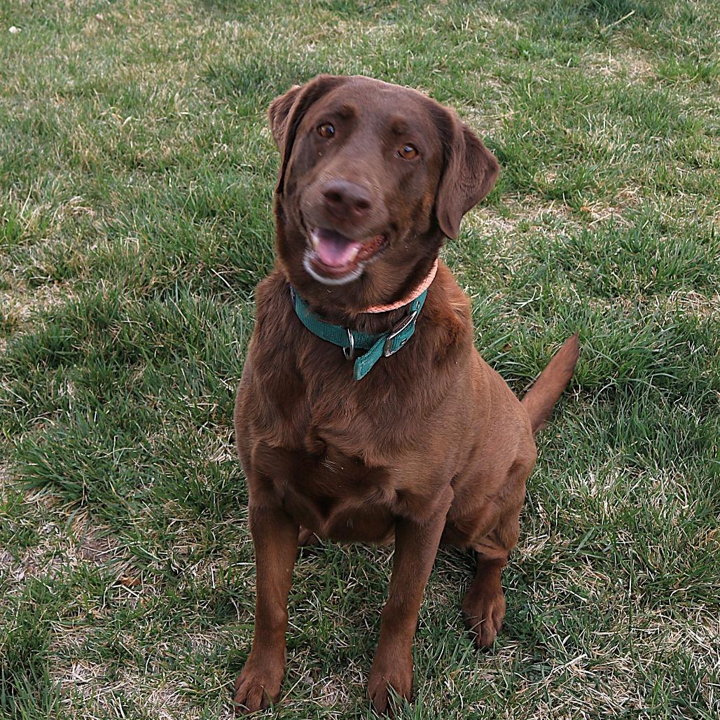 Daisy, a Adoptable Chocolate Labrador Retriever in Rifle, CO image 5/6