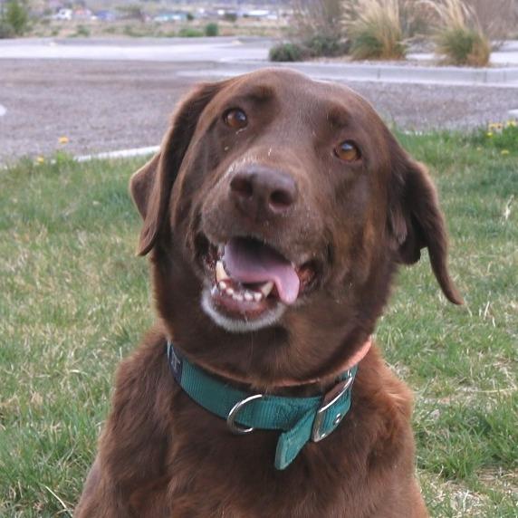 Daisy, a Adoptable Chocolate Labrador Retriever in Rifle, CO image 6/6