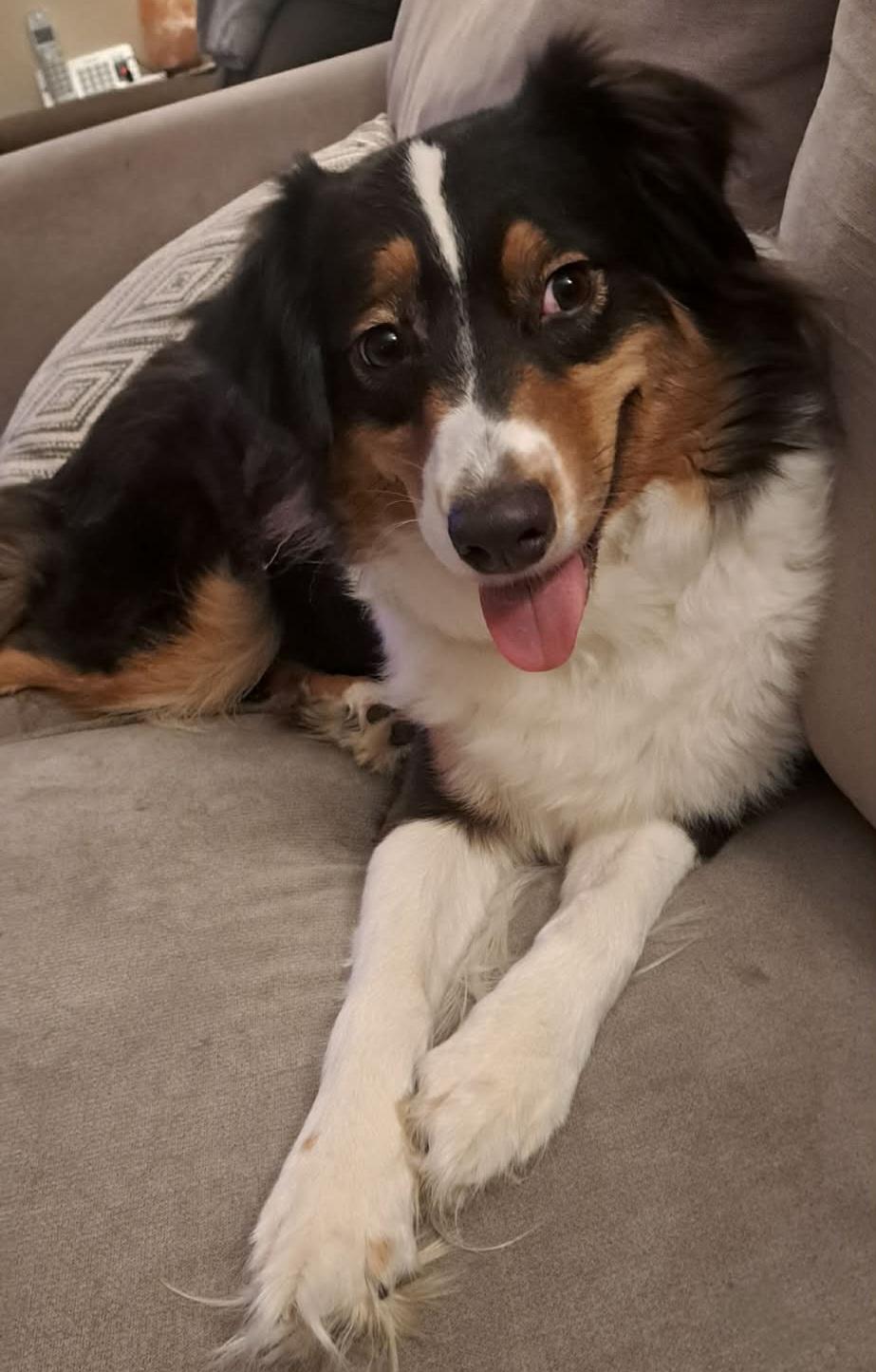 Enlarge Daisy, a ADOPTABLE Australian Shepherd in Cedar Rapids, IA image 4/6