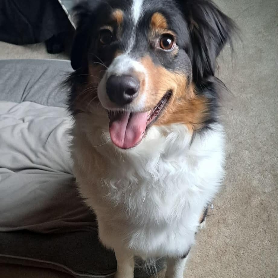 Enlarge Daisy, a ADOPTABLE Australian Shepherd in Cedar Rapids, IA image 1/6