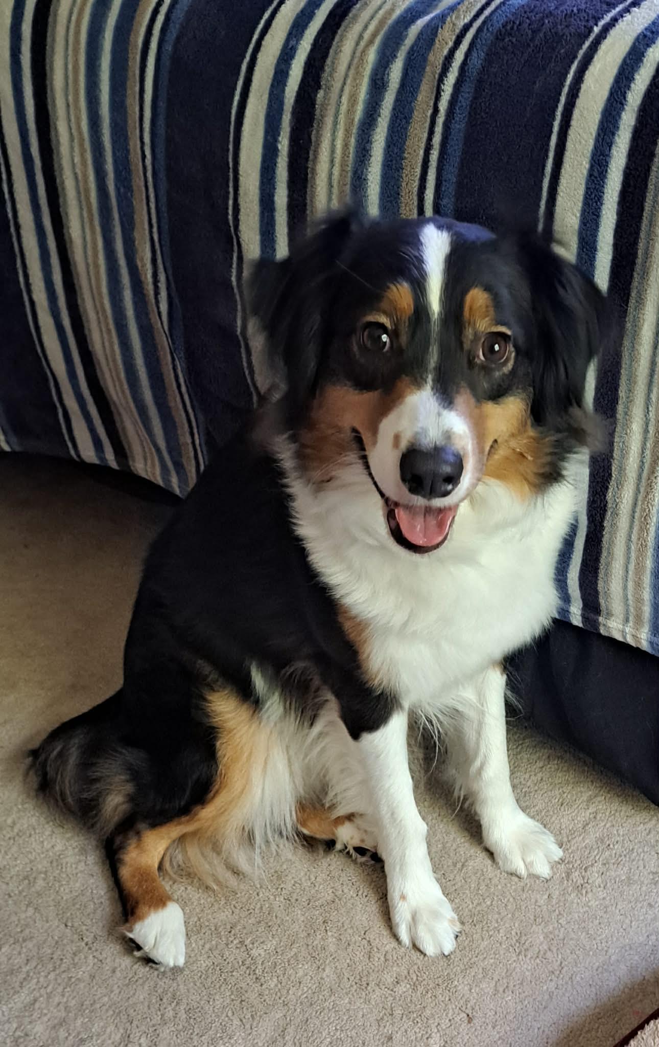 Enlarge Daisy, a ADOPTABLE Australian Shepherd in Cedar Rapids, IA image 5/6