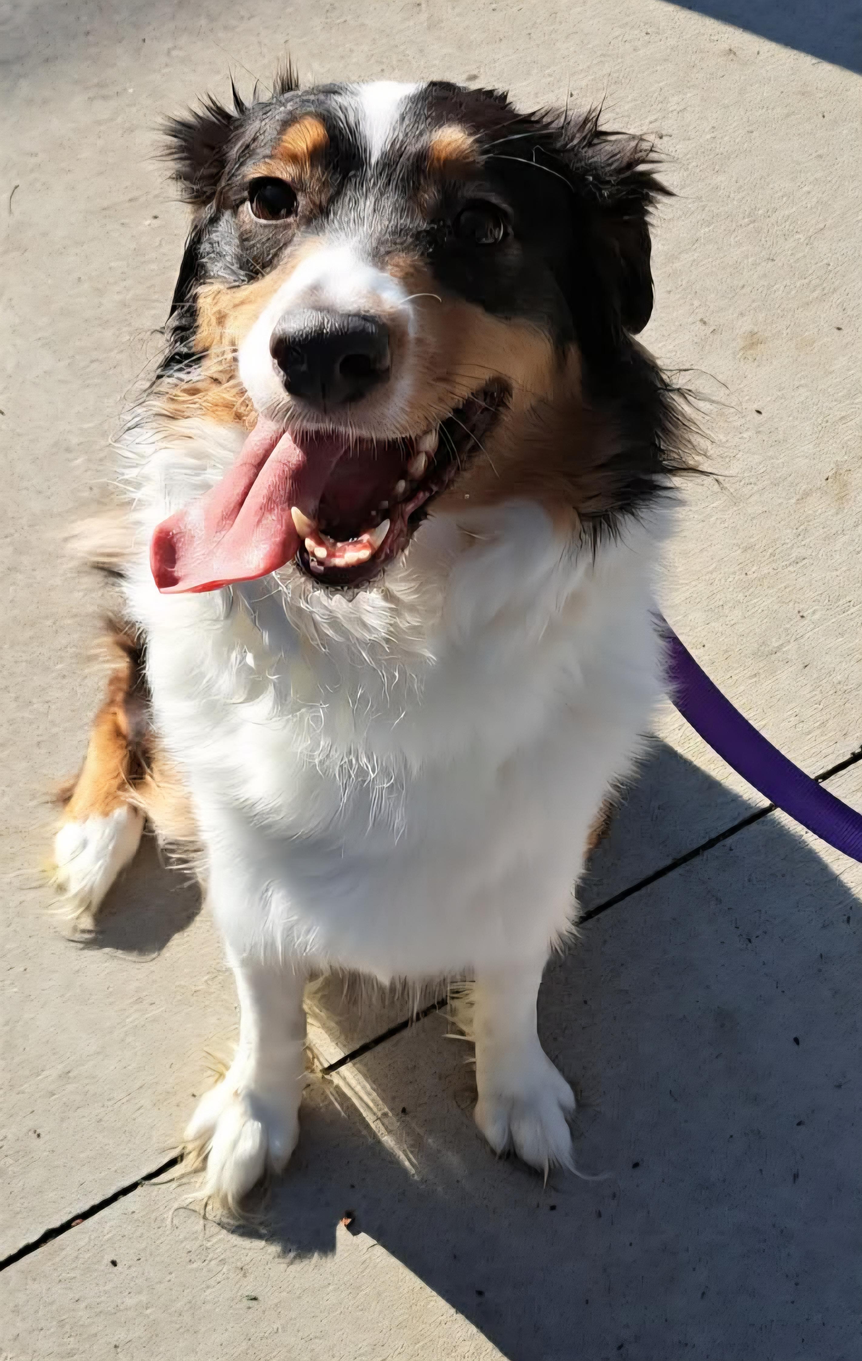 Enlarge Daisy, a ADOPTABLE Australian Shepherd in Cedar Rapids, IA image 3/6