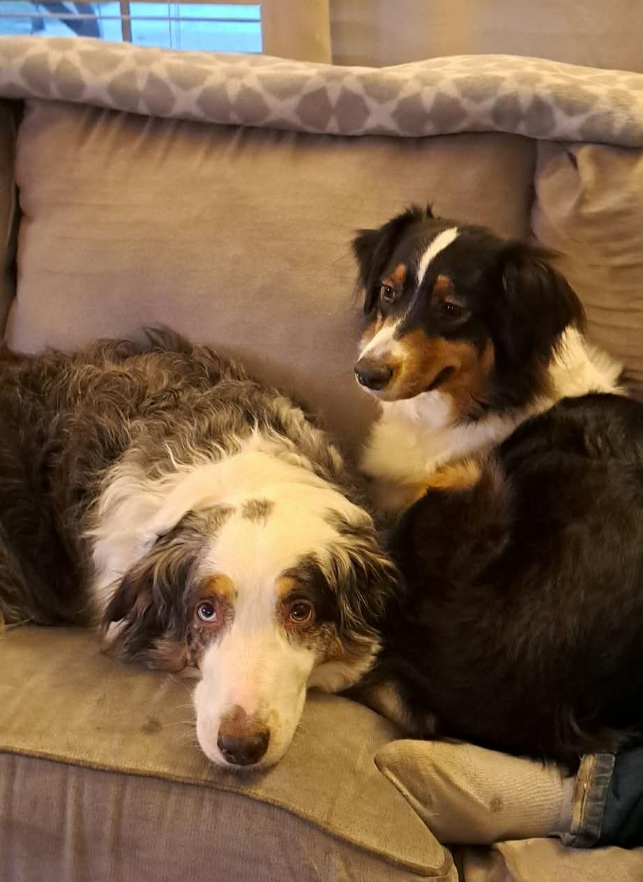 Enlarge Daisy, a ADOPTABLE Australian Shepherd in Cedar Rapids, IA image 2/6