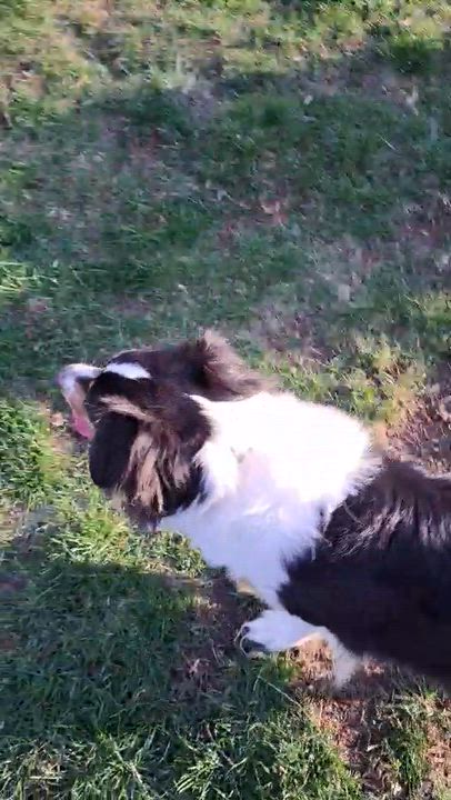 Enlarge Daisy, a ADOPTABLE Australian Shepherd in Cedar Rapids, IA video 6/6