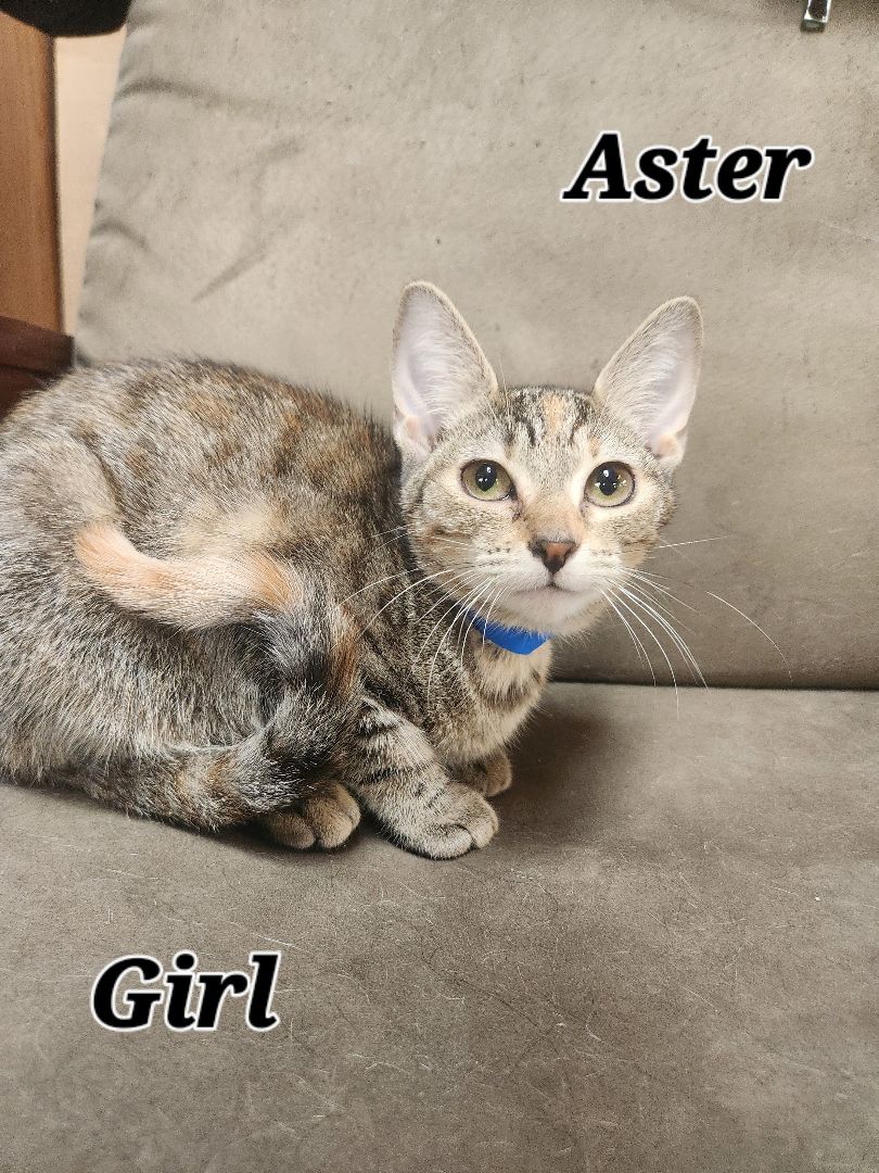 Aster, an adoptable Domestic Short Hair in Anoka, MN, 55303 | Photo Image 4