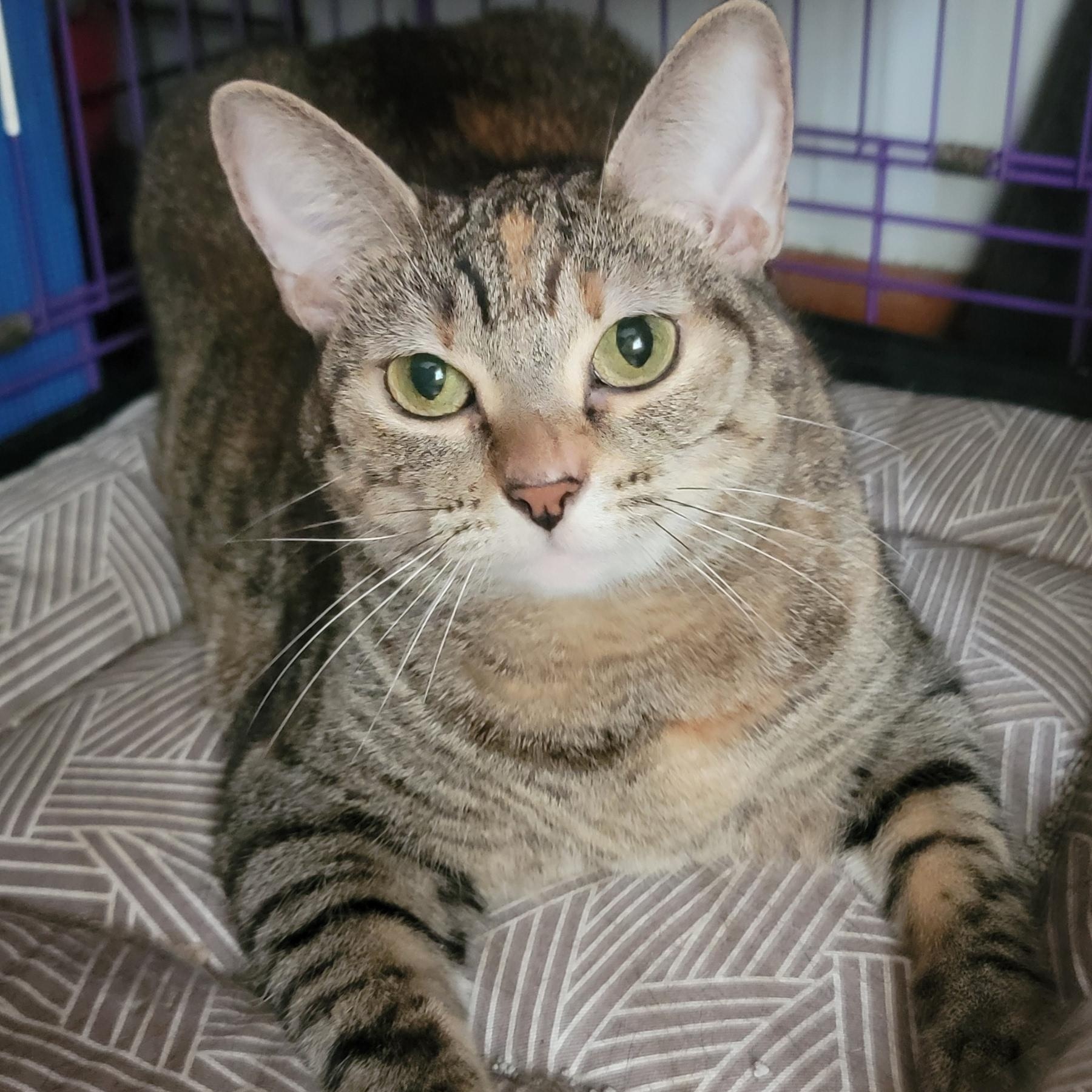 Aster, adopted, Adult Female Domestic Short Hair.