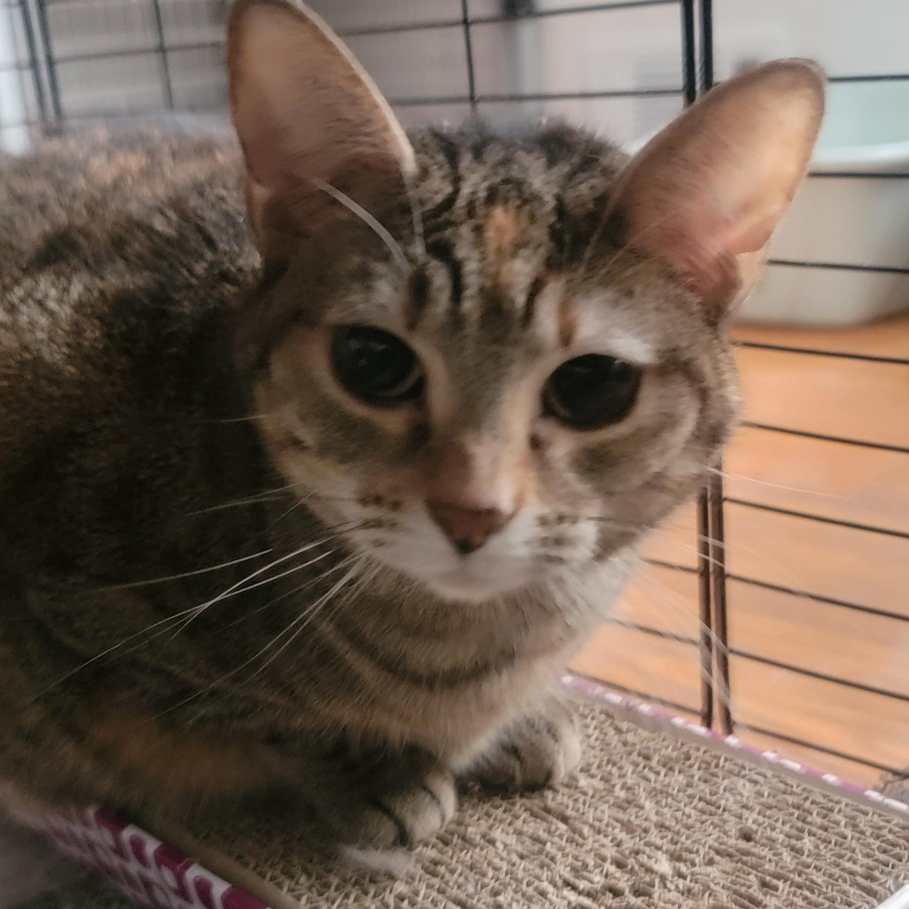 Aster, an adoptable Domestic Short Hair in Anoka, MN, 55303 | Photo Image 3