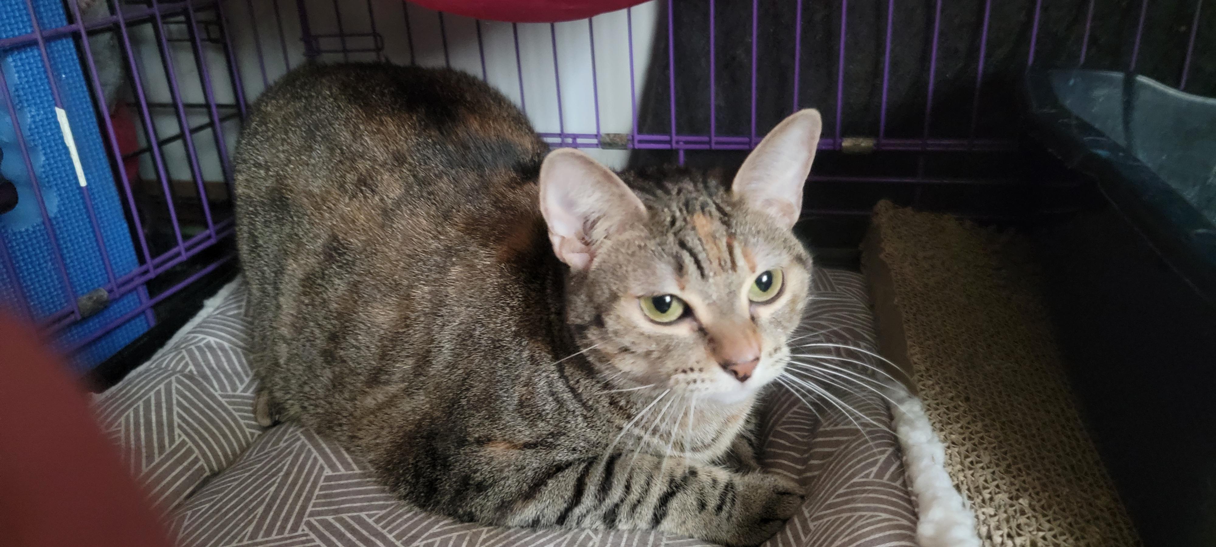 Aster, an adoptable Domestic Short Hair in Anoka, MN, 55303 | Photo Image 2