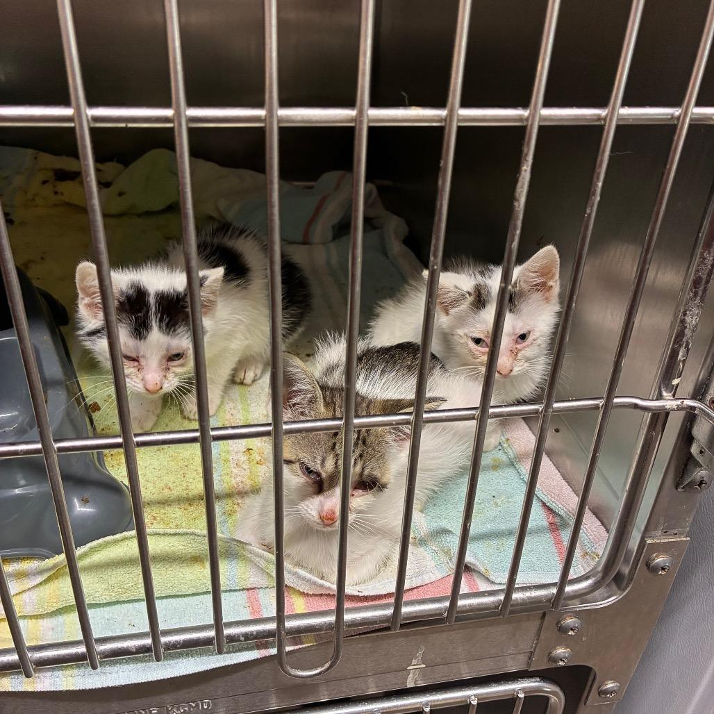 Hotel, Adoptable, Kitten Male American Shorthair.