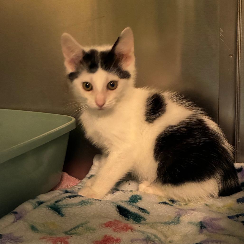 Enlarge Hotel, a Adoptable American Shorthair in Danville, KY image 2/4