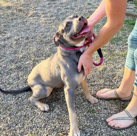 Enlarge Xena, a Adoptable Staffordshire Bull Terrier in Naperville, IL image 3/5