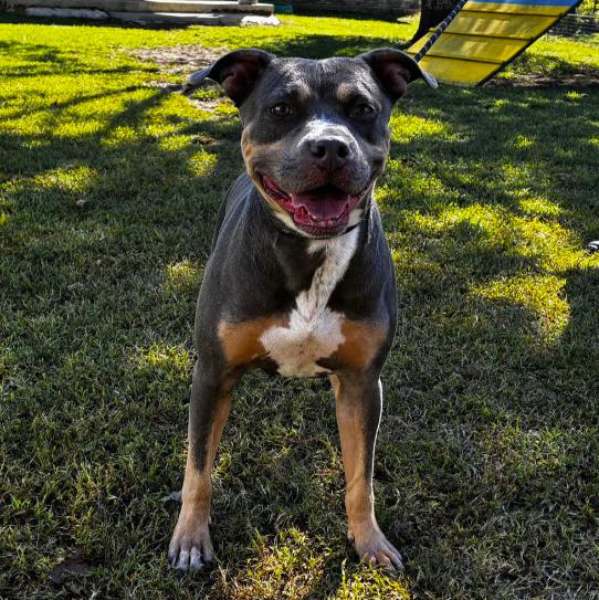 Enlarge Xena, a Adoptable Staffordshire Bull Terrier in Naperville, IL image 4/5