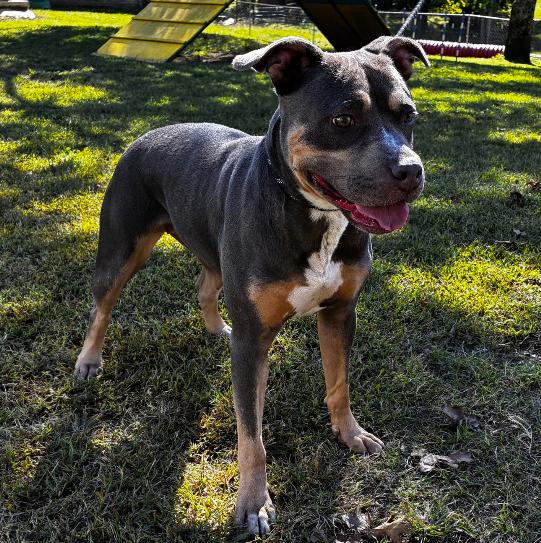 Enlarge Xena, a Adoptable Staffordshire Bull Terrier in Naperville, IL image 2/5