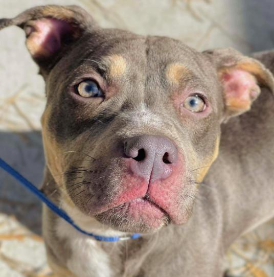 Xena, Adoptable, Adult Female Staffordshire Bull Terrier.