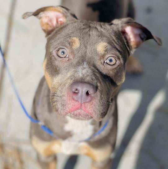 Enlarge Xena, a Adoptable Staffordshire Bull Terrier in Naperville, IL image 5/5