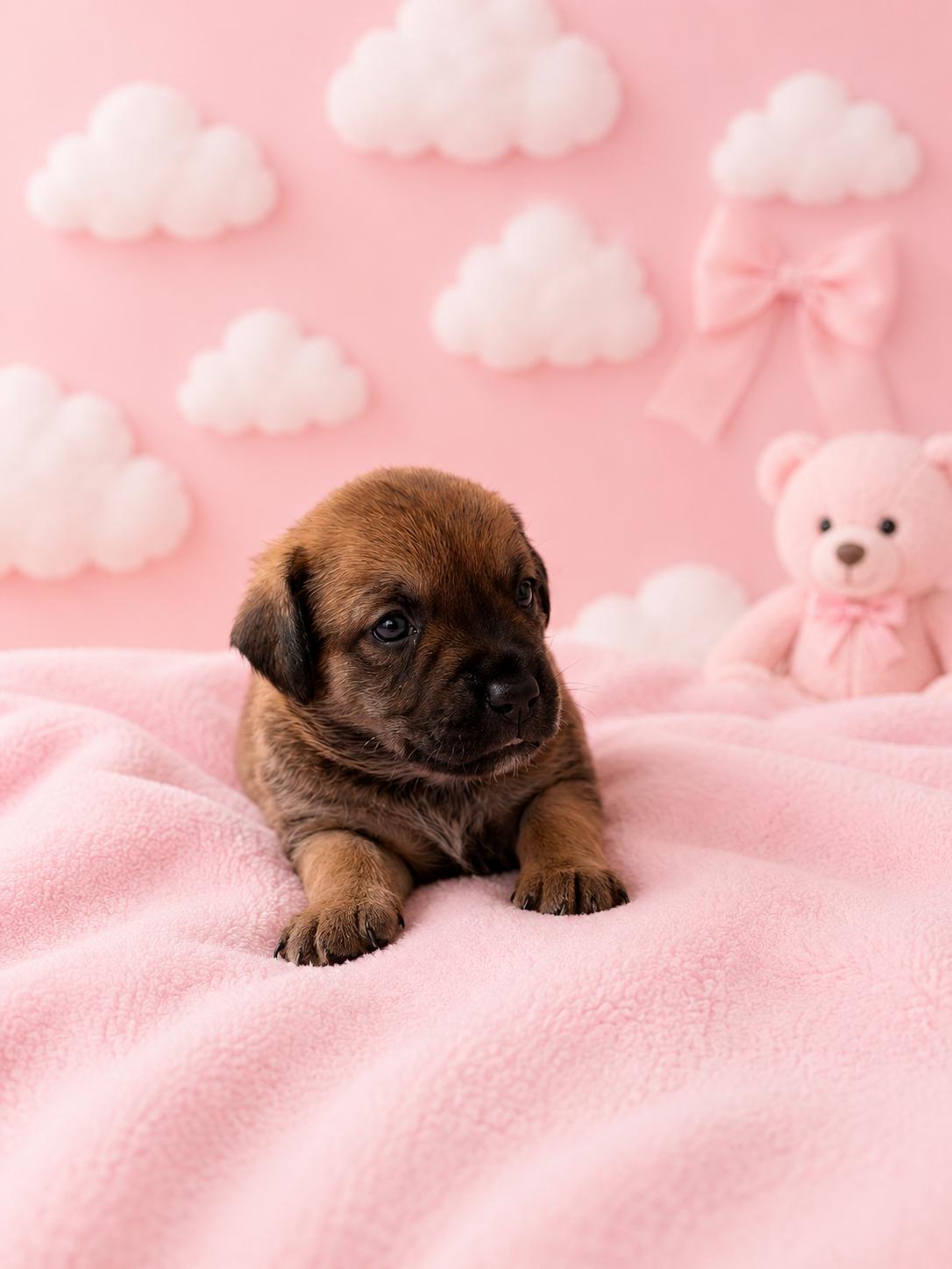 May, an adopted mixed breed in Vernon, CT image 2/6