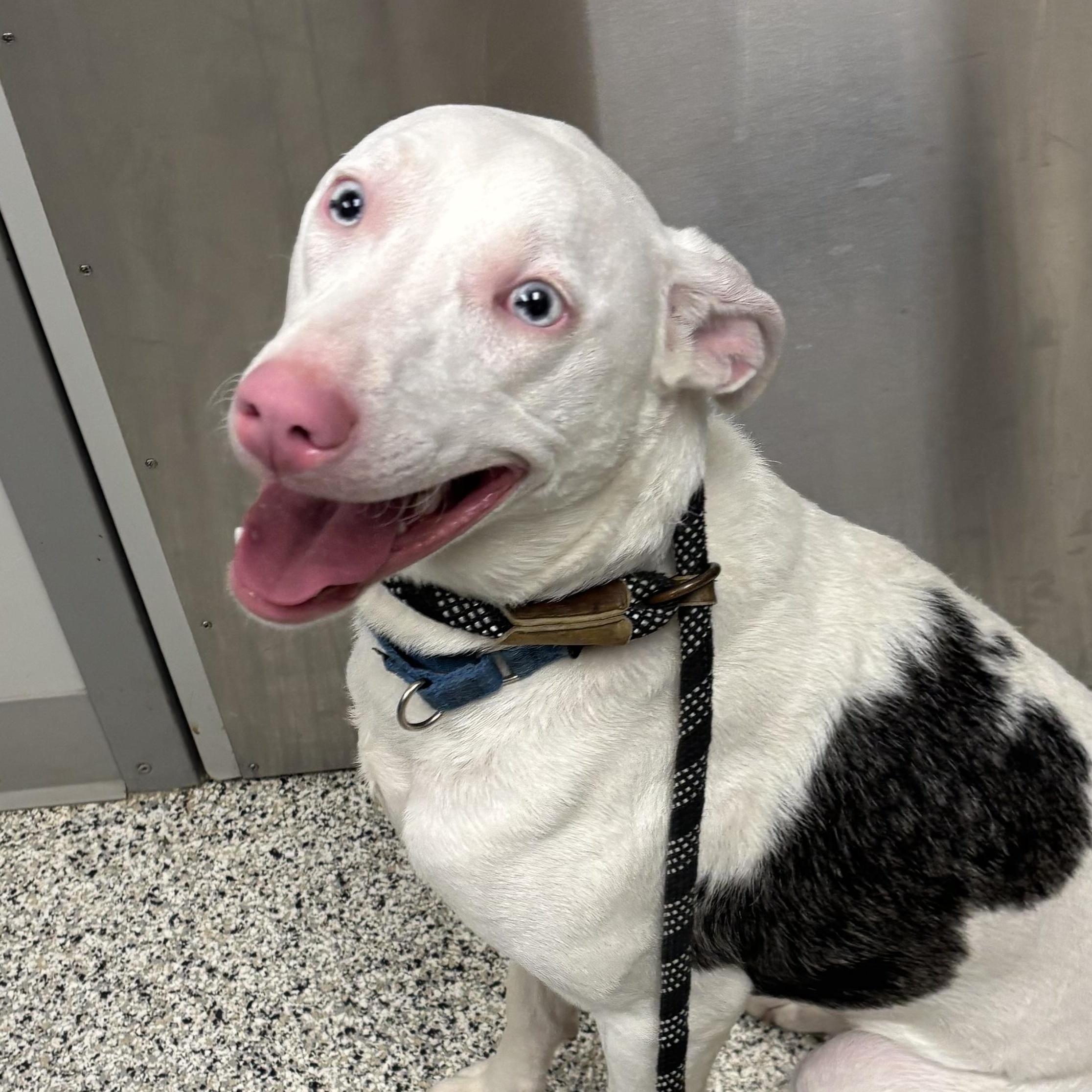 Sapphire, a ADOPTABLE mixed breed in Liberty, MO image 2/6