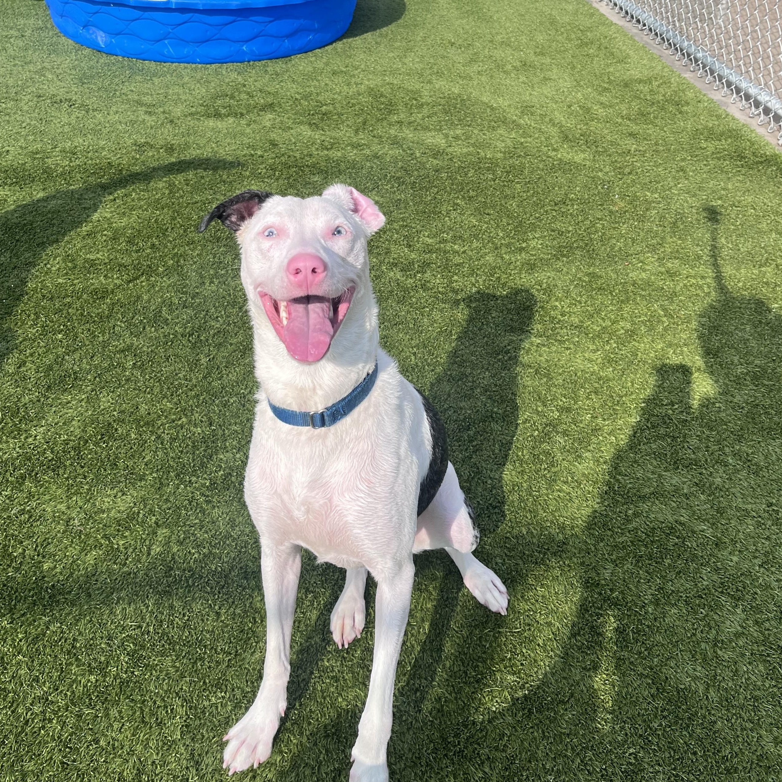 Sapphire, a ADOPTABLE mixed breed in Liberty, MO image 4/6