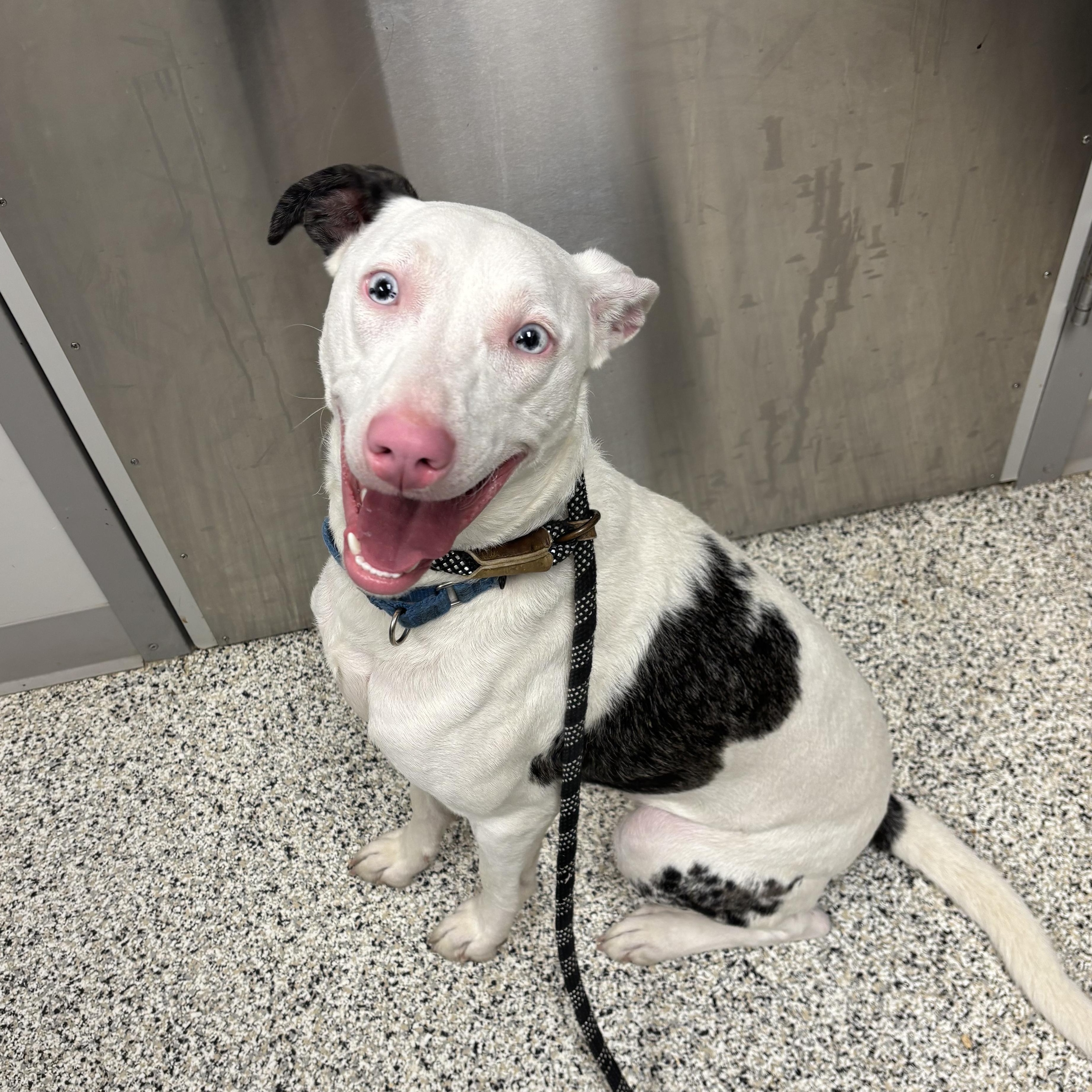 Sapphire, ADOPTABLE, Young Female Catahoula Leopard Dog & Australian Shepherd.