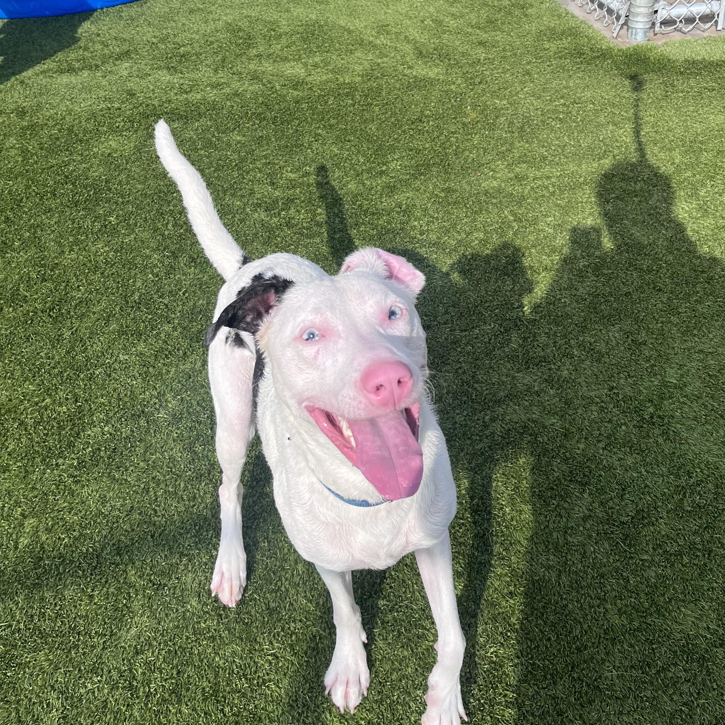 Sapphire, a ADOPTABLE mixed breed in Liberty, MO image 5/6