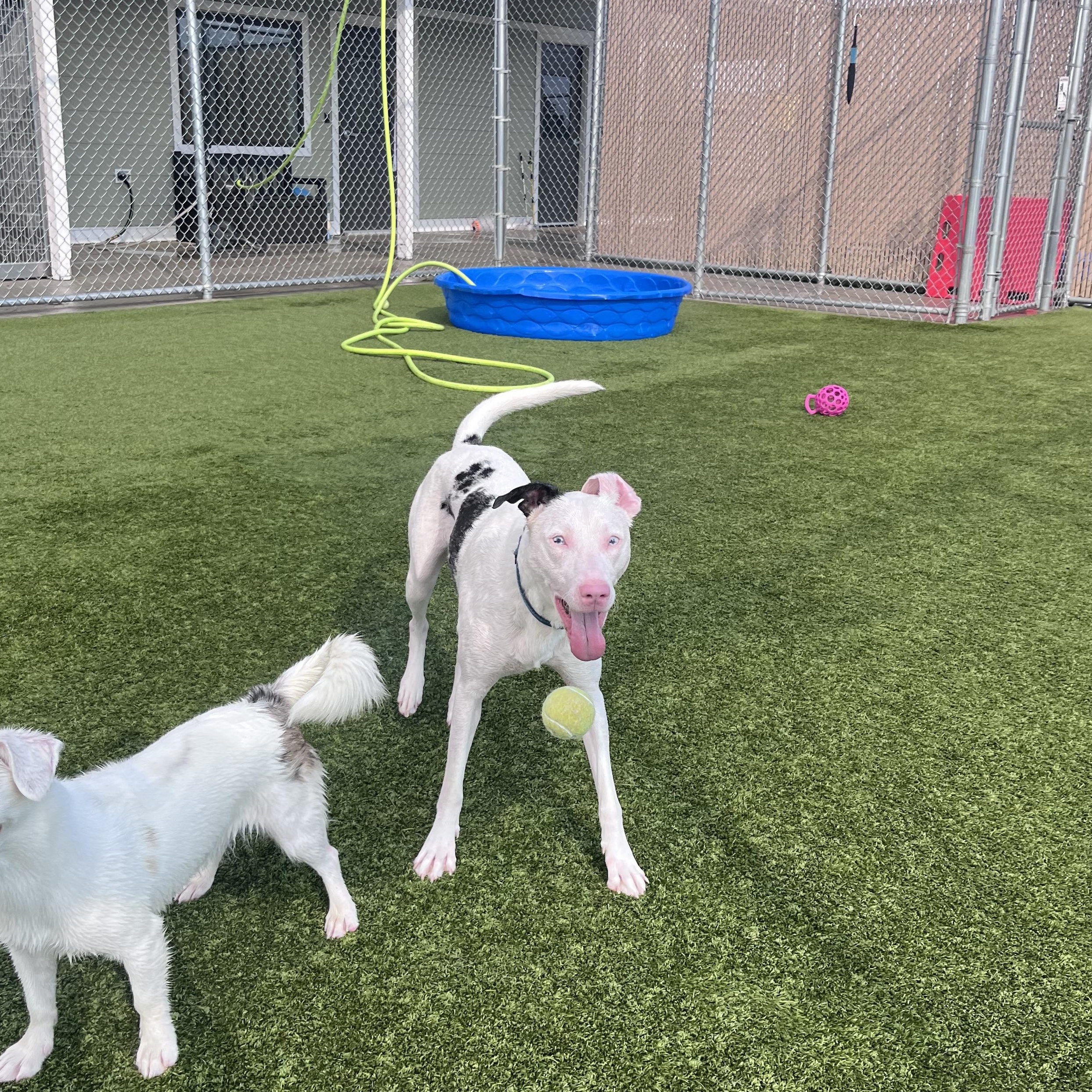 Sapphire, a ADOPTABLE mixed breed in Liberty, MO image 6/6