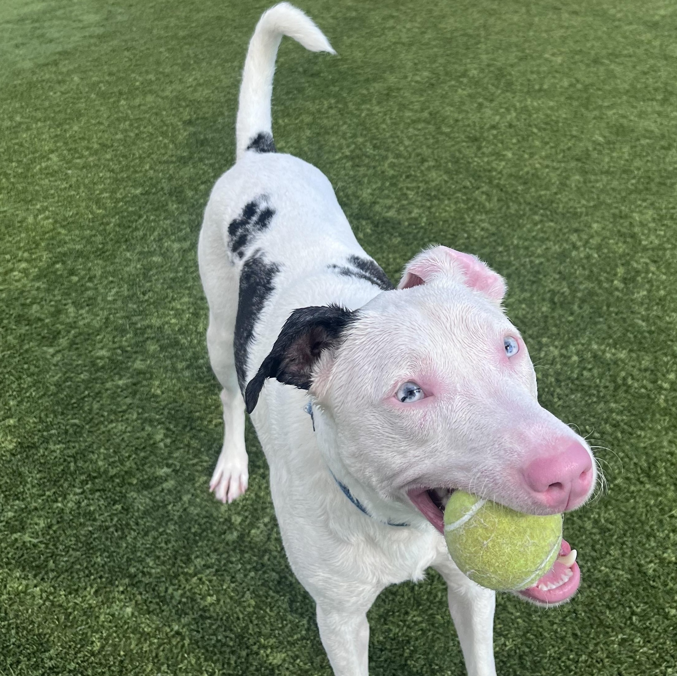 Sapphire, a ADOPTABLE mixed breed in Liberty, MO image 3/6