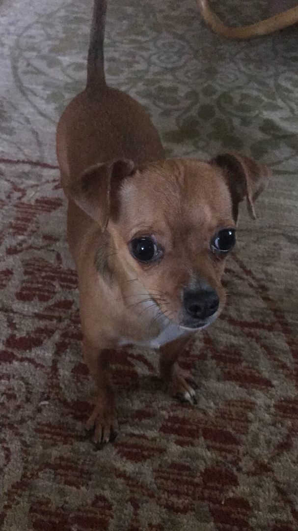 Peanut, Adoptable, Young Female Chihuahua.