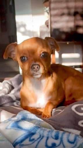 Peanut, a Adoptable mixed breed in Sacramento, CA image 2/8