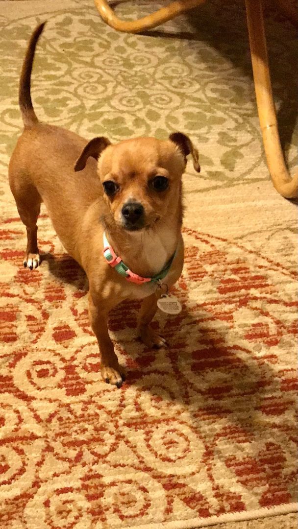 Peanut, a Adoptable mixed breed in Sacramento, CA image 3/8