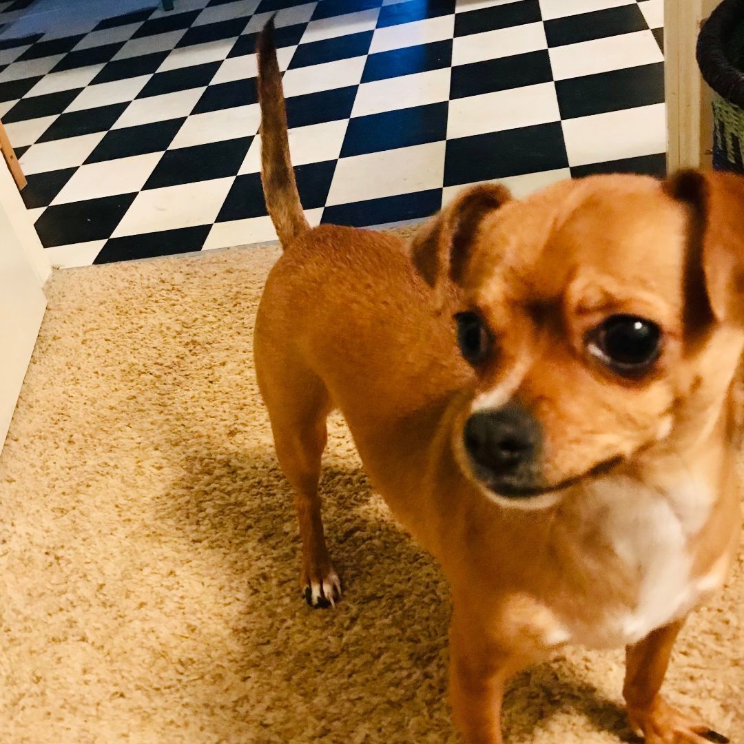 Peanut, a Adoptable mixed breed in Sacramento, CA image 4/8